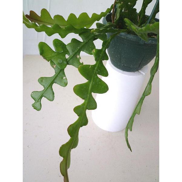 即納最大半額 観葉植物 フィッシュボーン カクタス ５号 吊り鉢 １鉢 値下げ Www Jaindentalcare Com