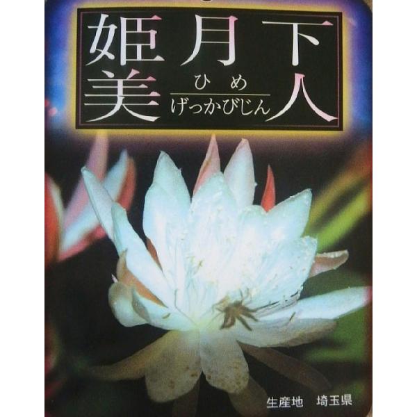 花なし 開花見込み株月下美人の仲間姫月下美人 ５号 Buyee Buyee 提供一站式最全面最專業現地yahoo Japan拍賣代bid代拍代購服務