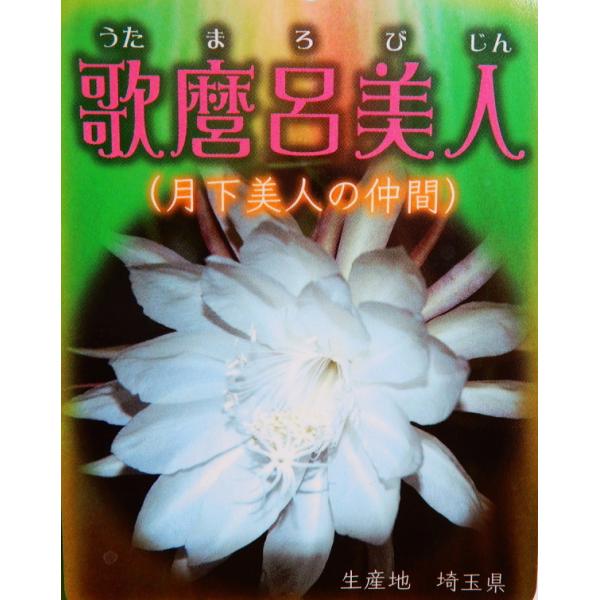 孔雀サボテン交配種 歌麿呂美人 5号 花なし 開花見込み株 月下美人の仲間 Buyee Buyee Japanese Proxy Service Buy From Japan Bot Online