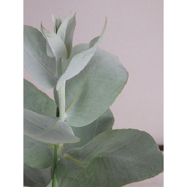 ユーカリ マクロカーパ マクロカルパ ３ ５号 Eucaly Macrocaapa 緑の風yamashoku ヤフー店 通販 Yahoo ショッピング