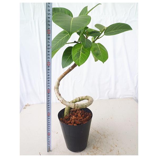 観葉植物 アルテシマの人気商品 通販 価格比較 価格 Com