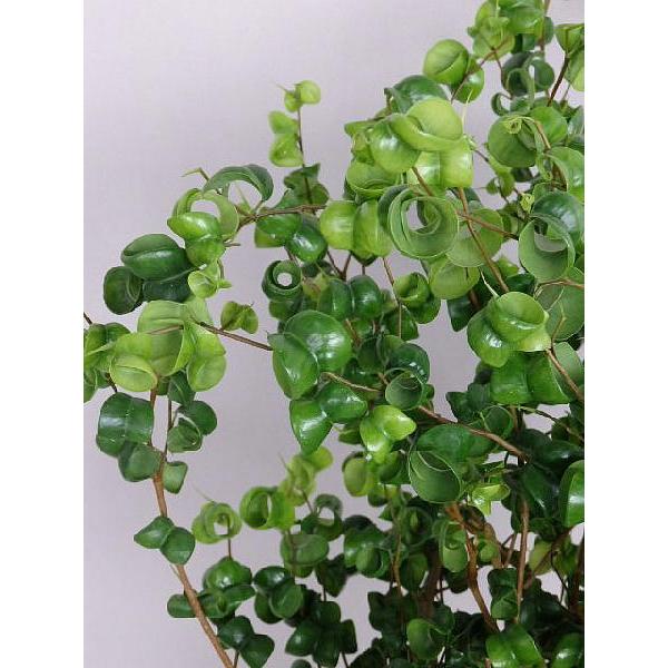 フィカス ベンジャミン バロック ６号 Buyee Buyee Japanese Proxy Service Buy From Japan Bot Online