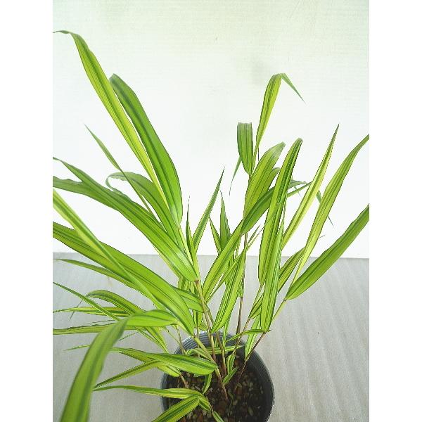 風知草 フウチソウ 斑入り ３号 Fuuchisou Variegata 緑の風yamashoku ヤフー店 通販 Yahoo ショッピング