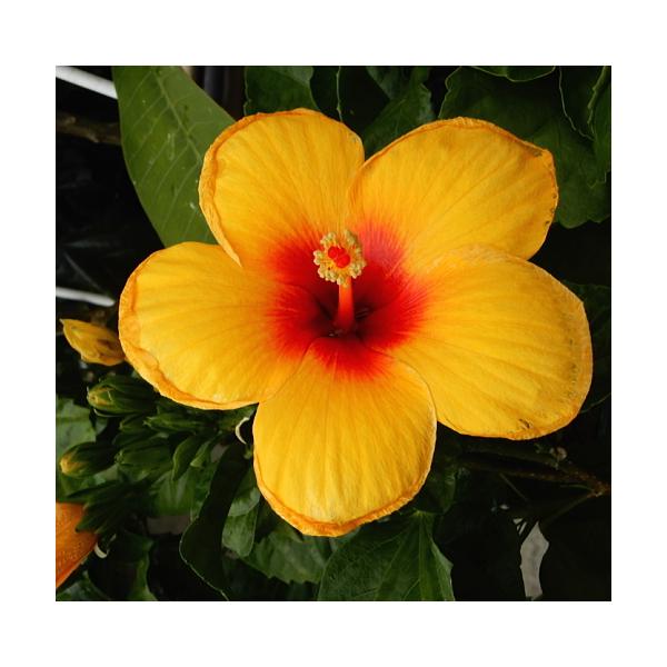 立体 ハイビスカス製作キット 15本