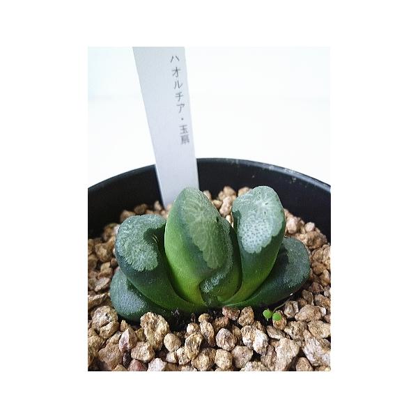 多肉植物 ハオルチア みんな探してる人気モノ 多肉植物 ハオルチア