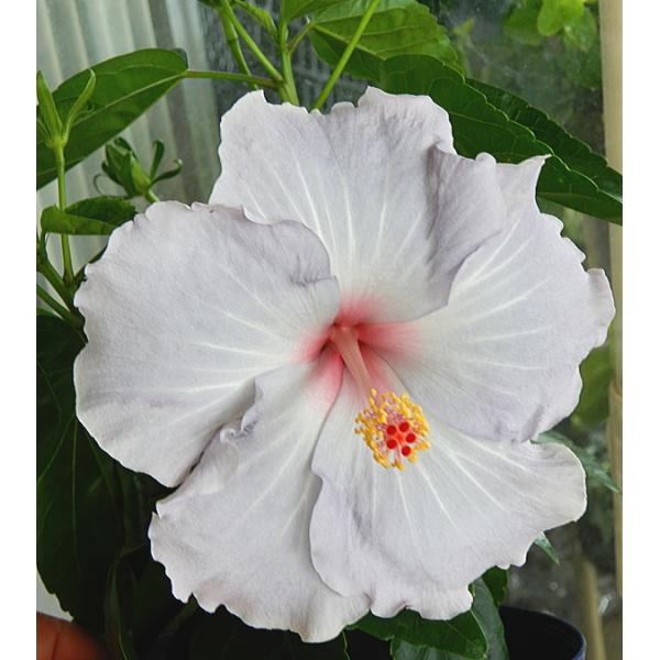 ハイビスカス 生花の人気商品 通販 価格比較 価格 Com