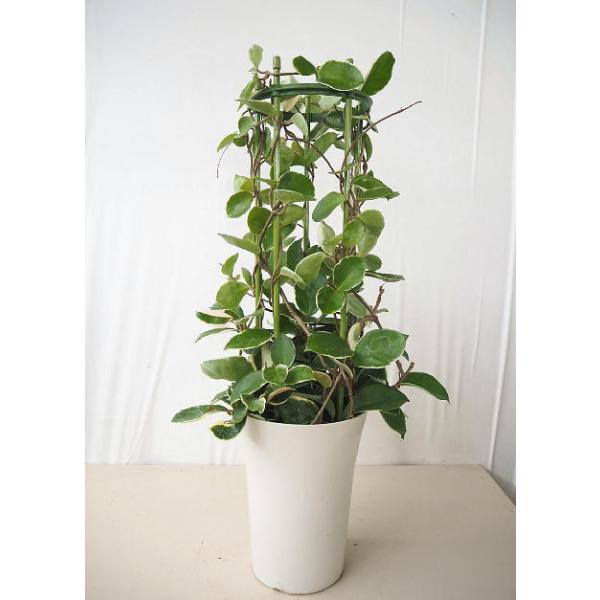新入荷 抜き苗発送 カルノーサ ホヤ サクララン 予約済 植物 観葉植物 Kraftmuller Ma