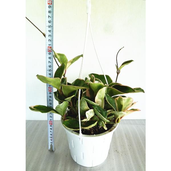 ホヤ カルノーサ サクララン リップカラー ５号 Hoya Lipcolor Size5 緑の風yamashoku ヤフー店 通販 Yahoo ショッピング