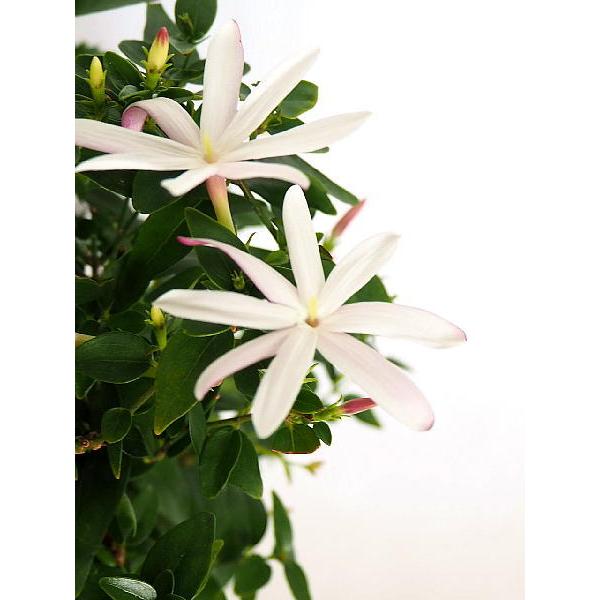 ジャスミン 花 Diy 工具の人気商品 通販 価格比較 価格 Com