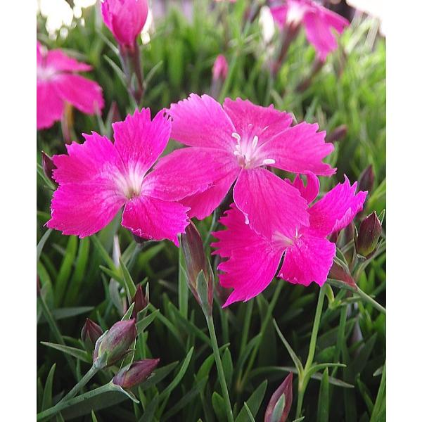 ナデシコ 苗の人気商品 通販 価格比較 価格 Com