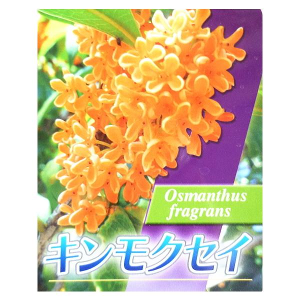 キンモクセイ 盆栽 植木の人気商品 通販 価格比較 価格 Com