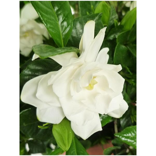 クチナシ 花 Diy 工具の人気商品 通販 価格比較 価格 Com