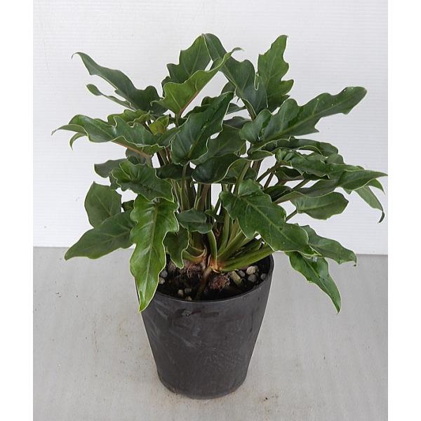 クッカバラ 観葉植物の人気商品 通販 価格比較 価格 Com