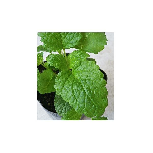 レモンバーム ３号 Lemonbalm 緑の風yamashoku ヤフー店 通販 Yahoo ショッピング