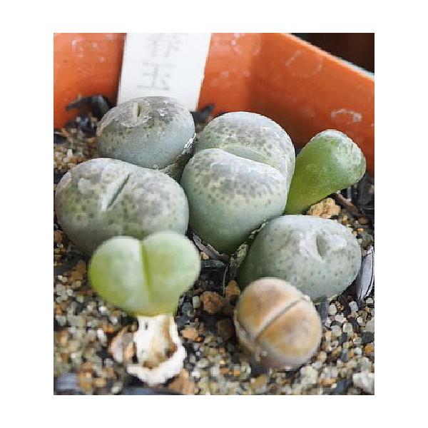 観葉植物 リトープス 多肉植物の人気商品 通販 価格比較 価格 Com