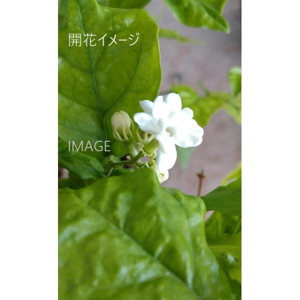 ジャスミン 苗の人気商品 通販 価格比較 価格 Com