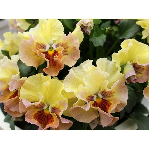 パンジー 苗の人気商品 通販 価格比較 価格 Com