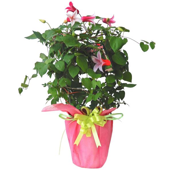 生花 クレマチス 花の人気商品 通販 価格比較 価格 Com