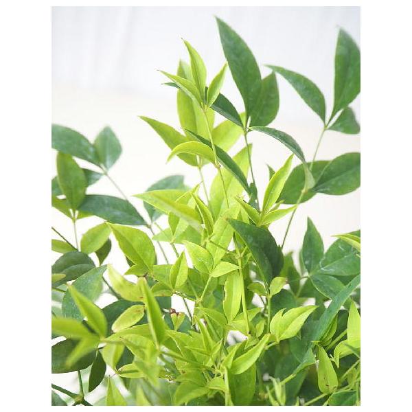 レモン ライム レモン 農業資材 ガーデニング用品の人気商品 通販 価格比較 価格 Com