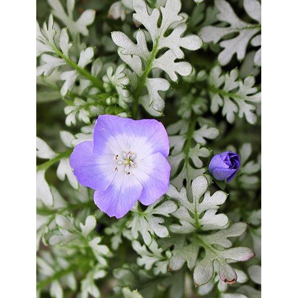 花苗 ネモフィラ プラチナラベンダー 2株