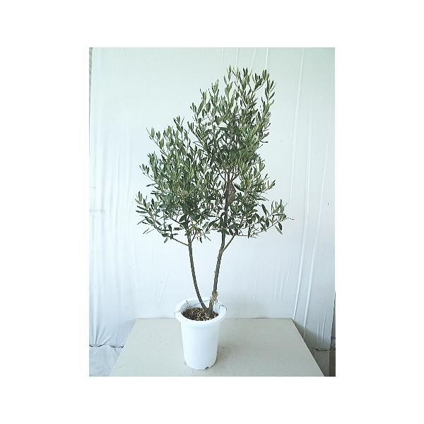 オリーブ シプレシーノ ７号 現品販売 同梱不可 Olive Cipressino 7 緑の風yamashoku ヤフー店 通販 Yahoo ショッピング