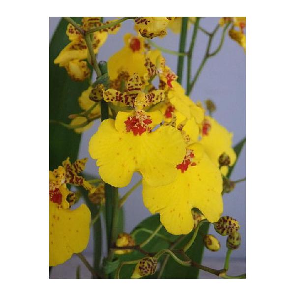 花 オンシジュームの人気商品 通販 価格比較 価格 Com