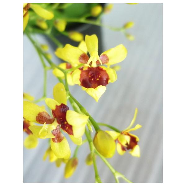 生花 オンシジュームの人気商品 通販 価格比較 価格 Com