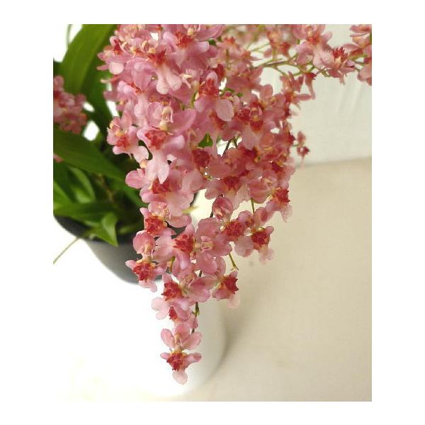 オンシジューム トゥインクル ピンク系 レッドファンタジー ３ ５号 Onnsijixyu Mu Redfantasy 緑の風yamashoku ヤフー店 通販 Yahoo ショッピング