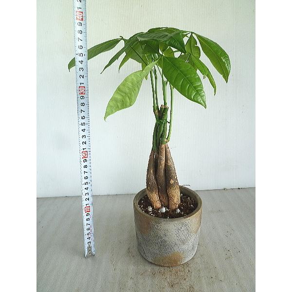 観葉植物 パキラ 編みの人気商品 通販 価格比較 価格 Com