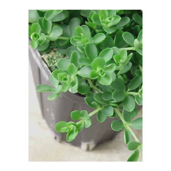 観葉植物 ペペロミア 3号 Diy 工具の人気商品 通販 価格比較 価格 Com