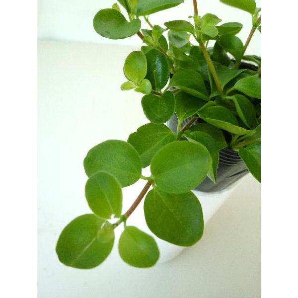 ペペロミア ロタンディフォリア ３号 Peperomia Rotanndexiforia 緑の風yamashoku ヤフー店 通販 Yahoo ショッピング