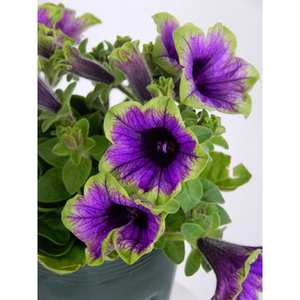 ペチュニア 種 苗の人気商品 通販 価格比較 価格 Com