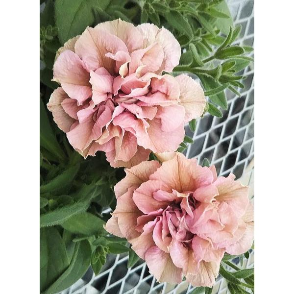 苗 ペチュニア 八重の人気商品 通販 価格比較 価格 Com