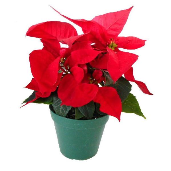 ポインセチア 生花の人気商品 通販 価格比較 価格 Com