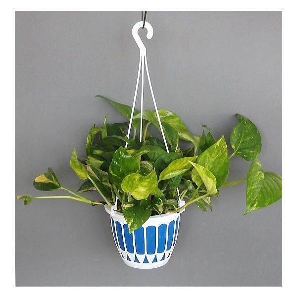 ポトス ゴールデン ５号吊り Pothos Golden Size5 緑の風yamashoku ヤフー店 通販 Yahoo ショッピング