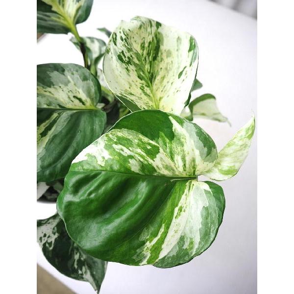 ポトス ステータス ６号 Pothos Status 緑の風yamashoku ヤフー店 通販 Yahoo ショッピング