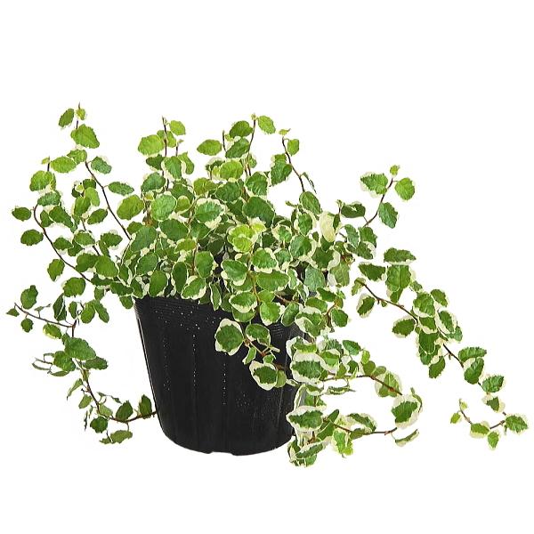フィカス プミラ 斑入り 3号 観葉植物 人気 Pumila Variegata Size3 緑の風yamashoku ヤフー店 通販 Yahoo ショッピング