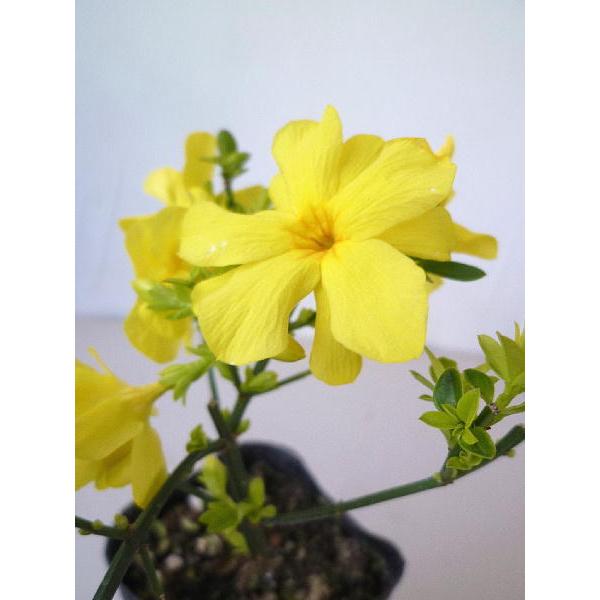 プリムローズジャスミン ２ ５ ３号 Purimurosejasmine 緑の風yamashoku ヤフー店 通販 Yahoo ショッピング