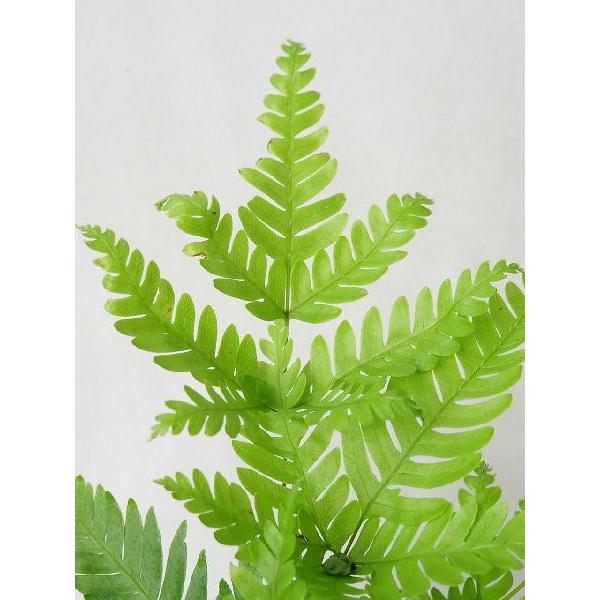 プテリス フォーレイ ３号 Puterisu Fo Rei 緑の風yamashoku ヤフー店 通販 Yahoo ショッピング