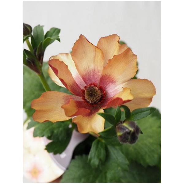 生花 ラナンキュラス ラックスの人気商品 通販 価格比較 価格 Com