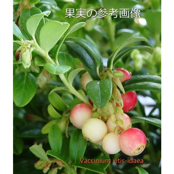 リンゴンベリー ３号ポット Rinngonnberry 緑の風yamashoku ヤフー店 通販 Yahoo ショッピング