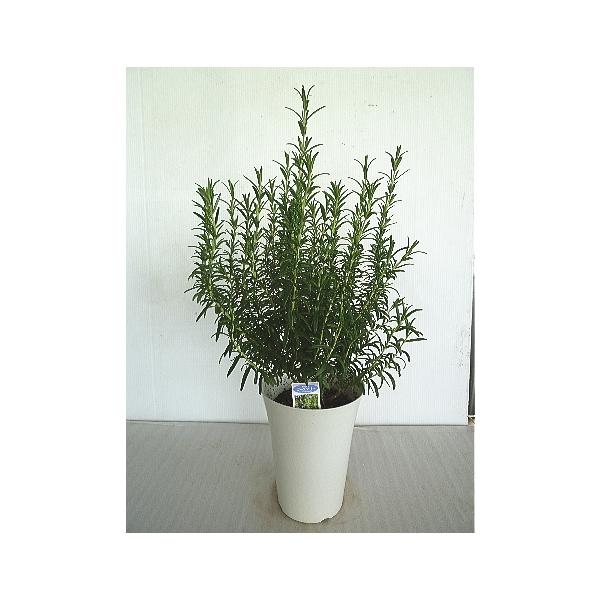 ローズマリー レックス ６号 Rosemary Rex6 緑の風yamashoku ヤフー店 通販 Yahoo ショッピング