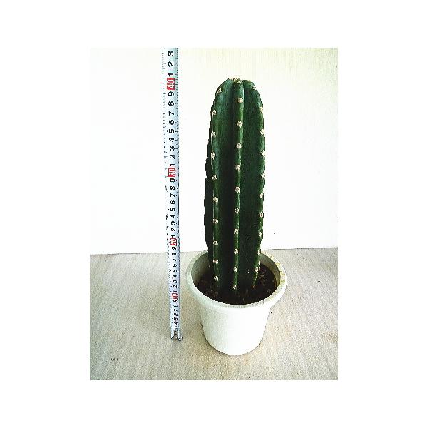 観葉植物 柱サボテン 5号の人気商品 通販 価格比較 価格 Com