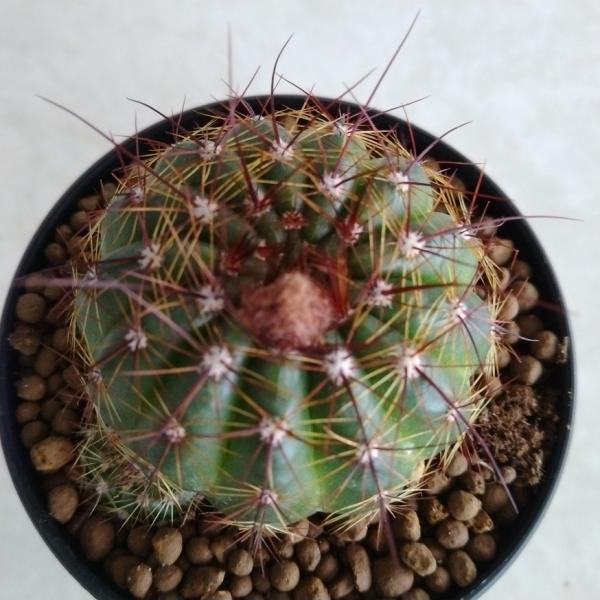 サボテン 青の人気商品 通販 価格比較 価格 Com