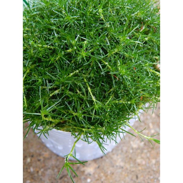 サギナ アイリッシュモス グリーン ３号 Sagina Green 緑の風yamashoku ヤフー店 通販 Yahoo ショッピング