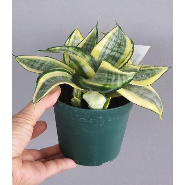 観葉植物 サンスベリア ハニーの人気商品 通販 価格比較 価格 Com