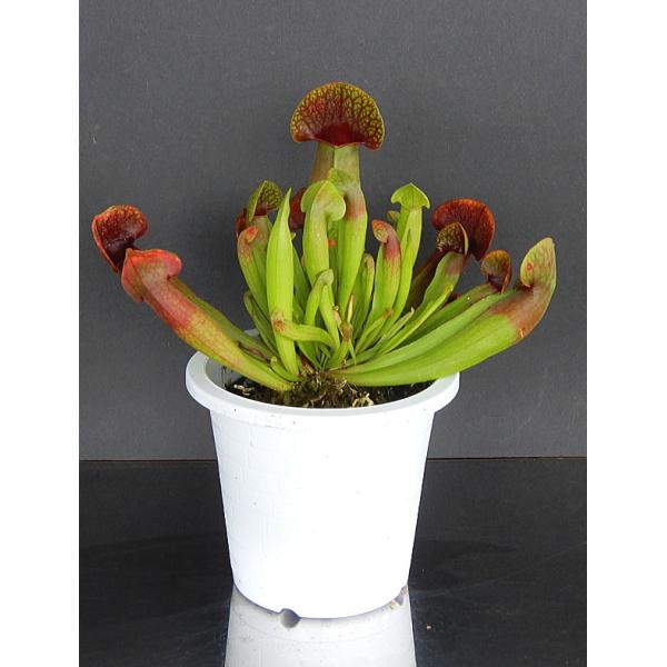 食虫植物 観葉植物の人気商品 通販 価格比較 価格 Com