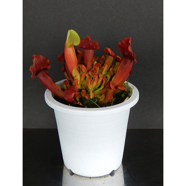 観葉植物 サラセニア 観葉植物の人気商品 通販 価格比較 価格 Com