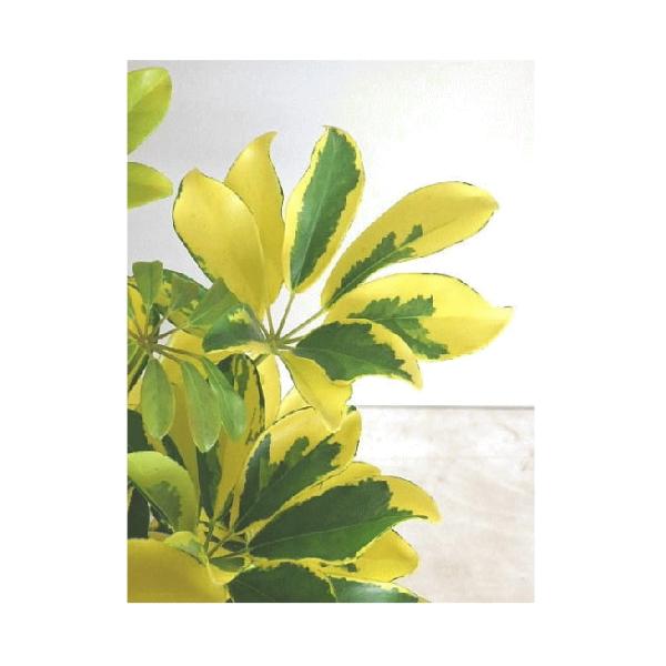 シェフレラ ホンコンカポック 斑入り葉 ３ ５号 Schefflera Fuiriba 緑の風yamashoku ヤフー店 通販 Yahoo ショッピング