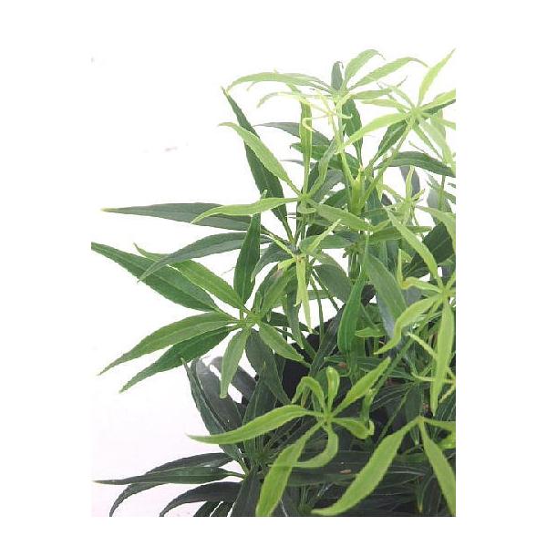 シェフレラ ルフィーナ 3 5号 Schefflera Rufiina 緑の風yamashoku ヤフー店 通販 Yahoo ショッピング